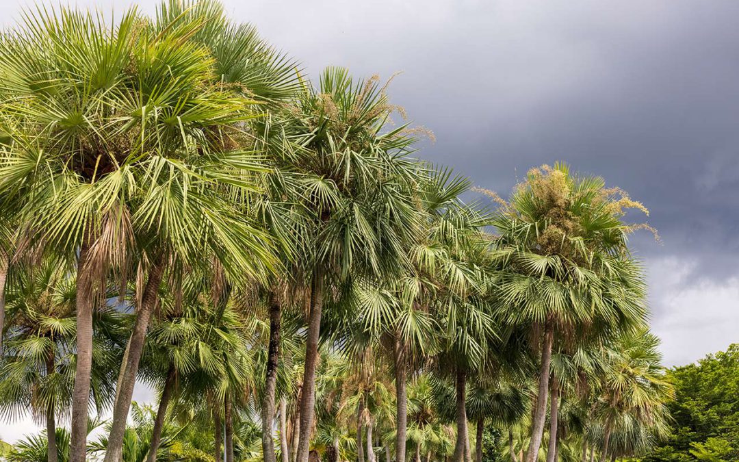 What is carnauba wax?