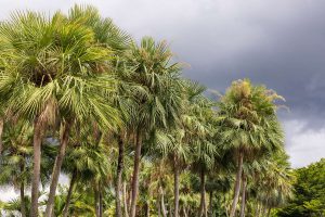 Carnauba wax palm trees